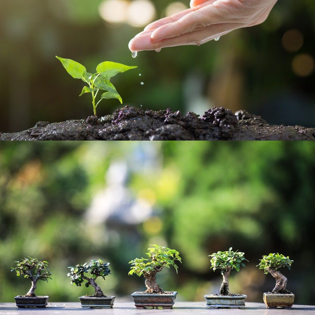 The Benefits of Eco-Friendly Gardening: Tips for a Greener Garden